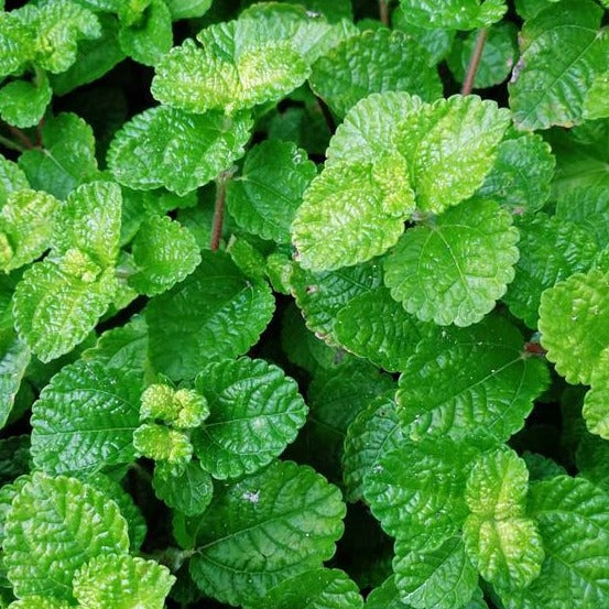 Peppermint Seeds.