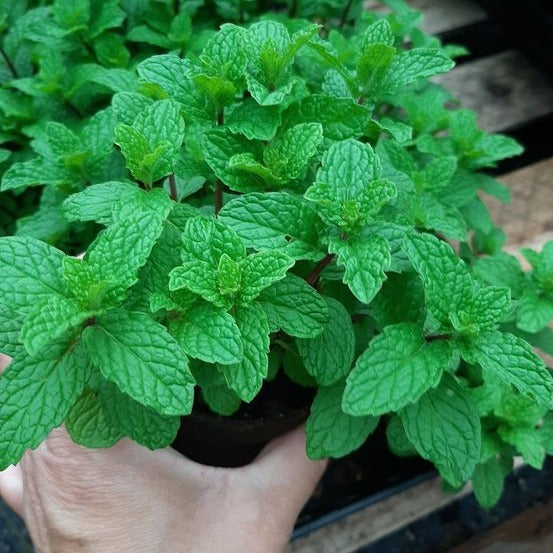 Peppermint Seeds.