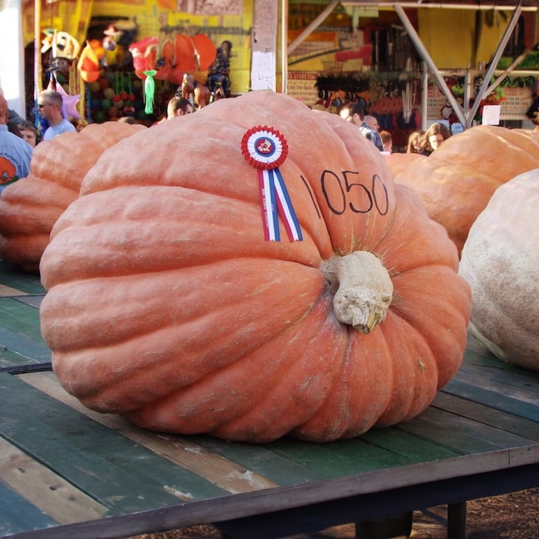 Super Gigante Calabaza Gardenizi