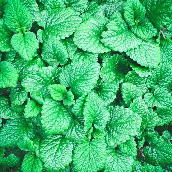 Peppermint Seeds.