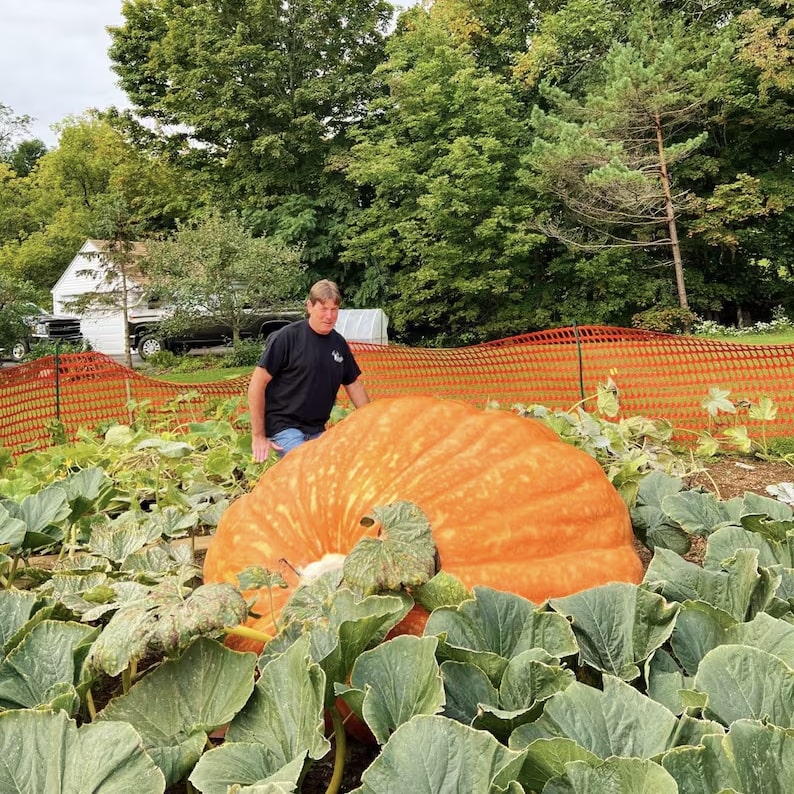 Super Gigante Calabaza Gardenizi