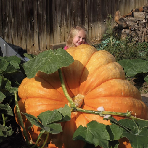 Super Gigante Calabaza Gardenizi