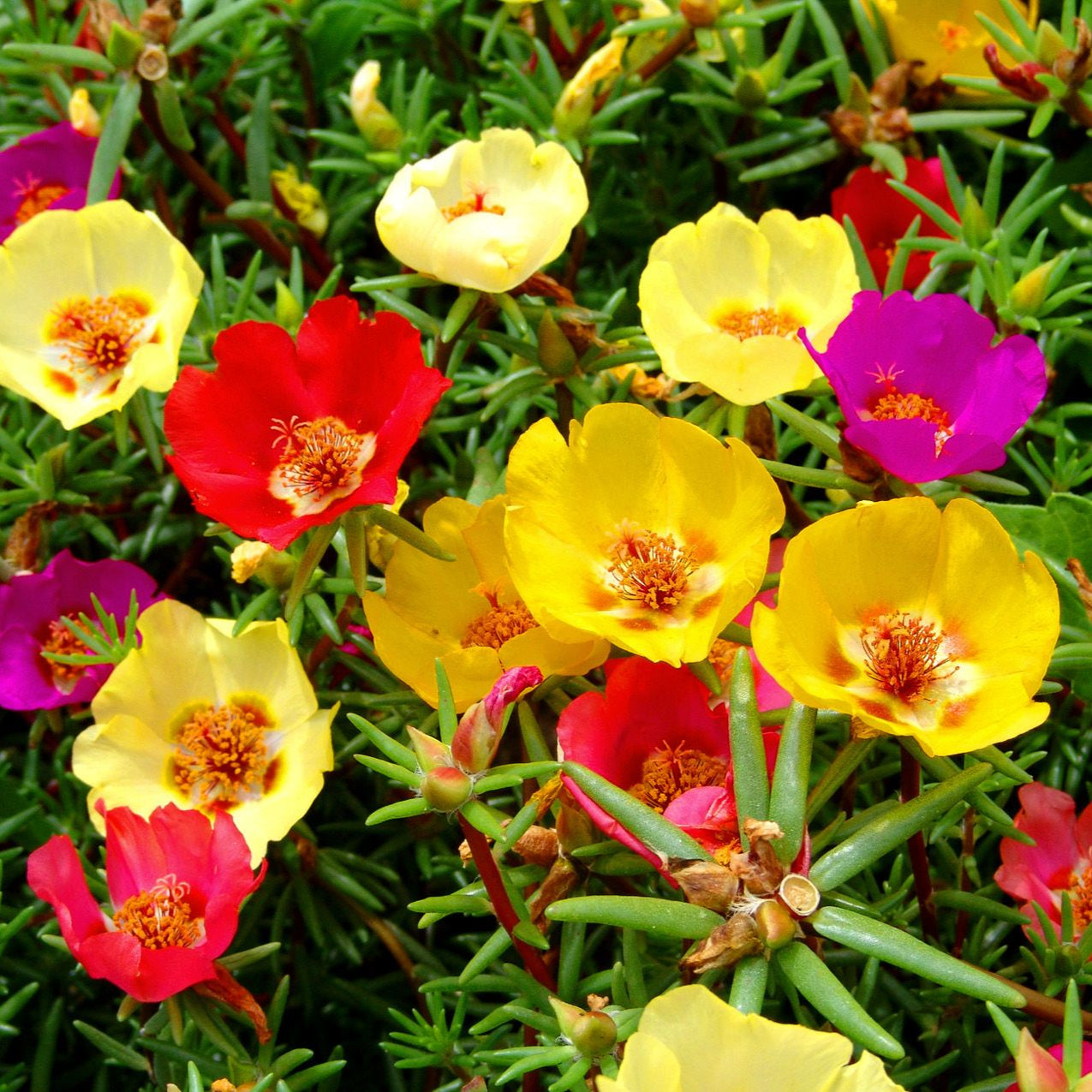 Semillas de Rosa Musgo (Mezcla)