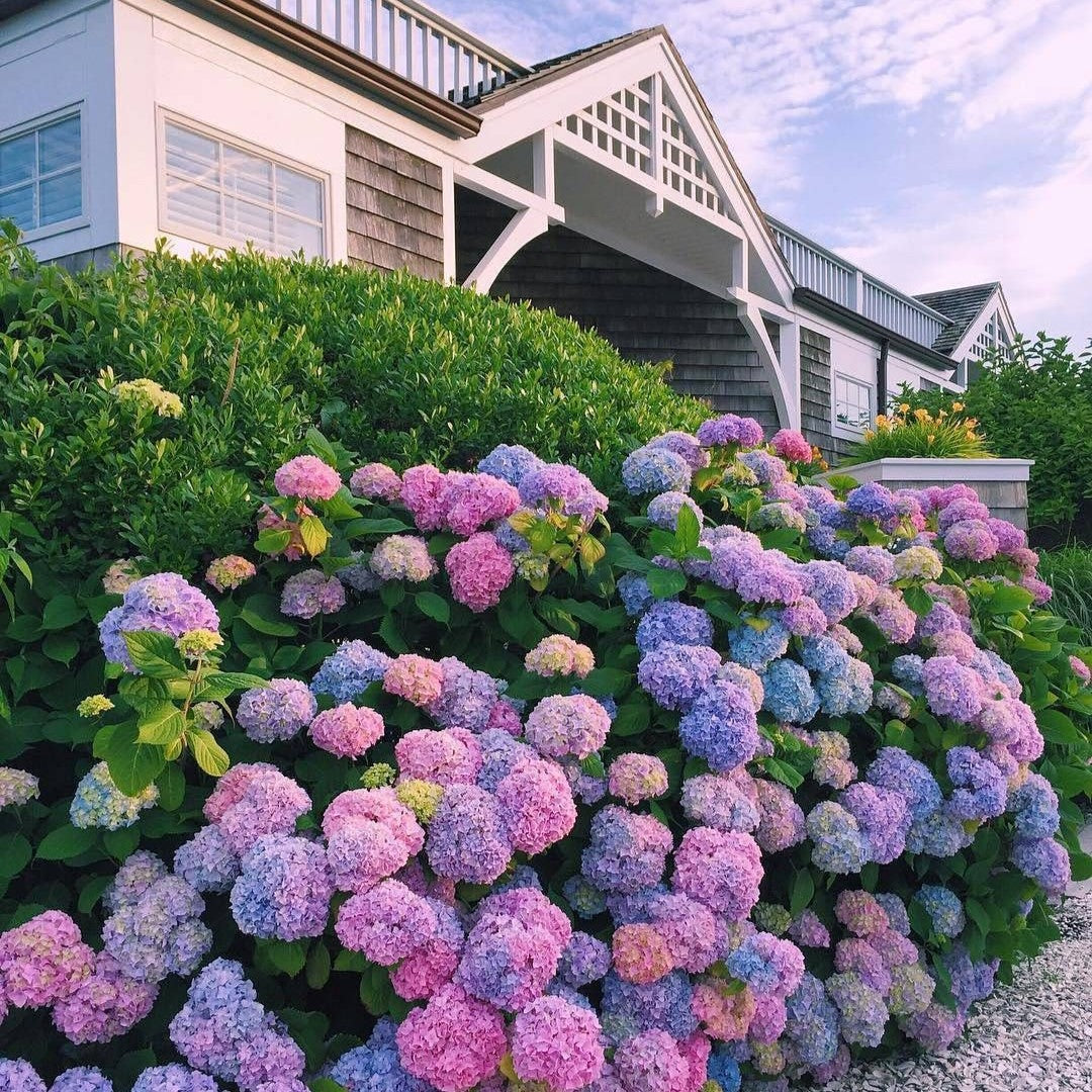 Semillas de Hortensia Real | Gardenizi