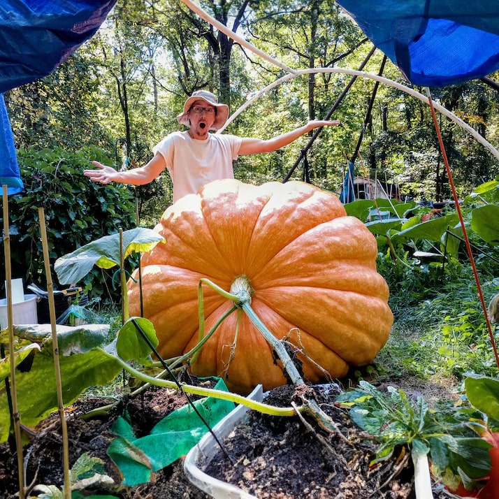 Super Gigante Calabaza Gardenizi