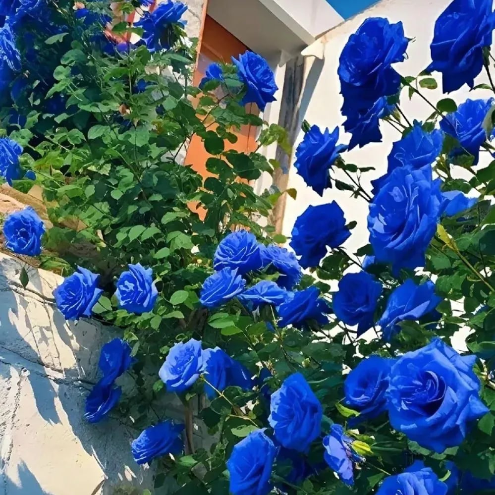 Semillas de Rosa Encantadora Azul