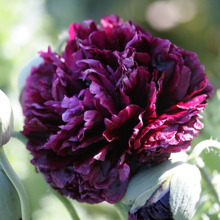 Black Beauty Peony Flower Seeds