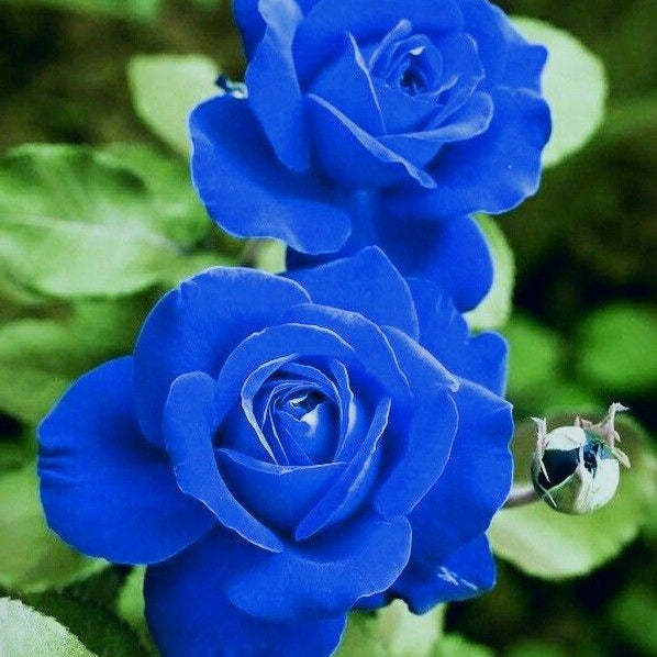 Semillas de Rosa Encantadora Azul