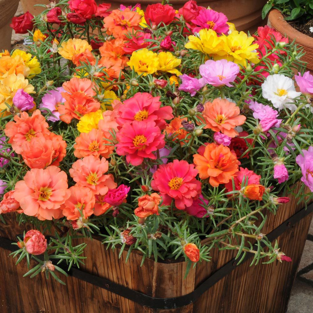 Semillas de Rosa Musgo (Mezcla)