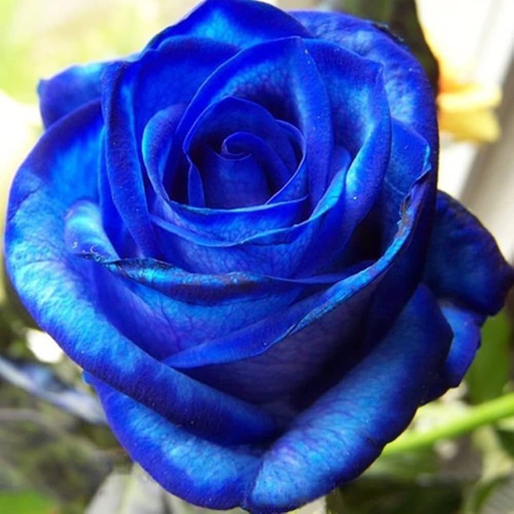 Semillas de Rosa Encantadora Azul