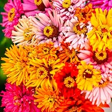 Semillas de Zinnia
