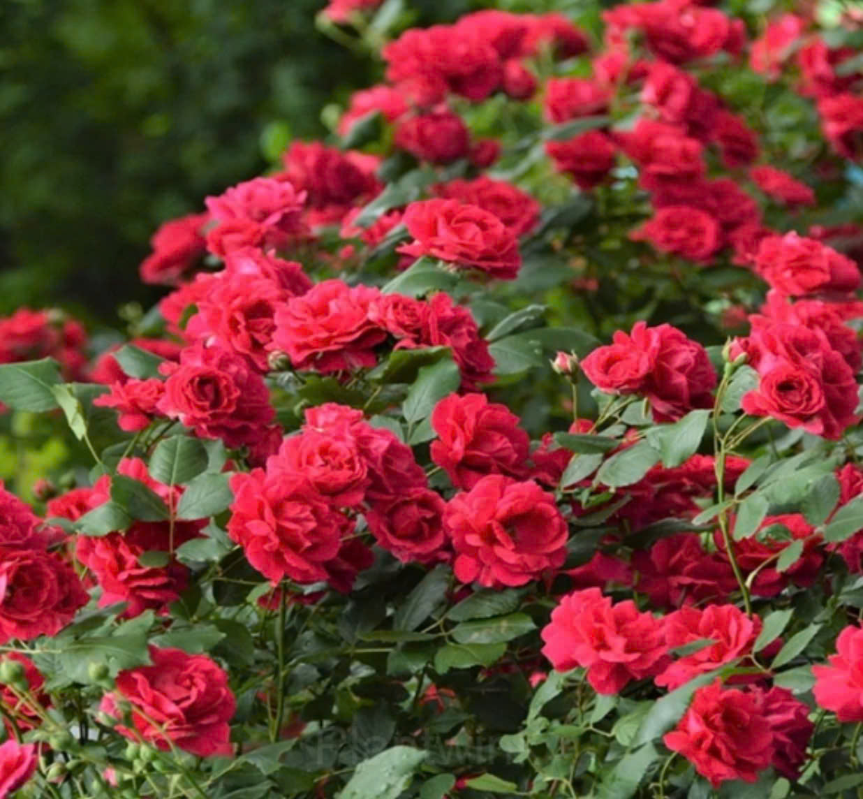 Semillas de Rosa Banksiae