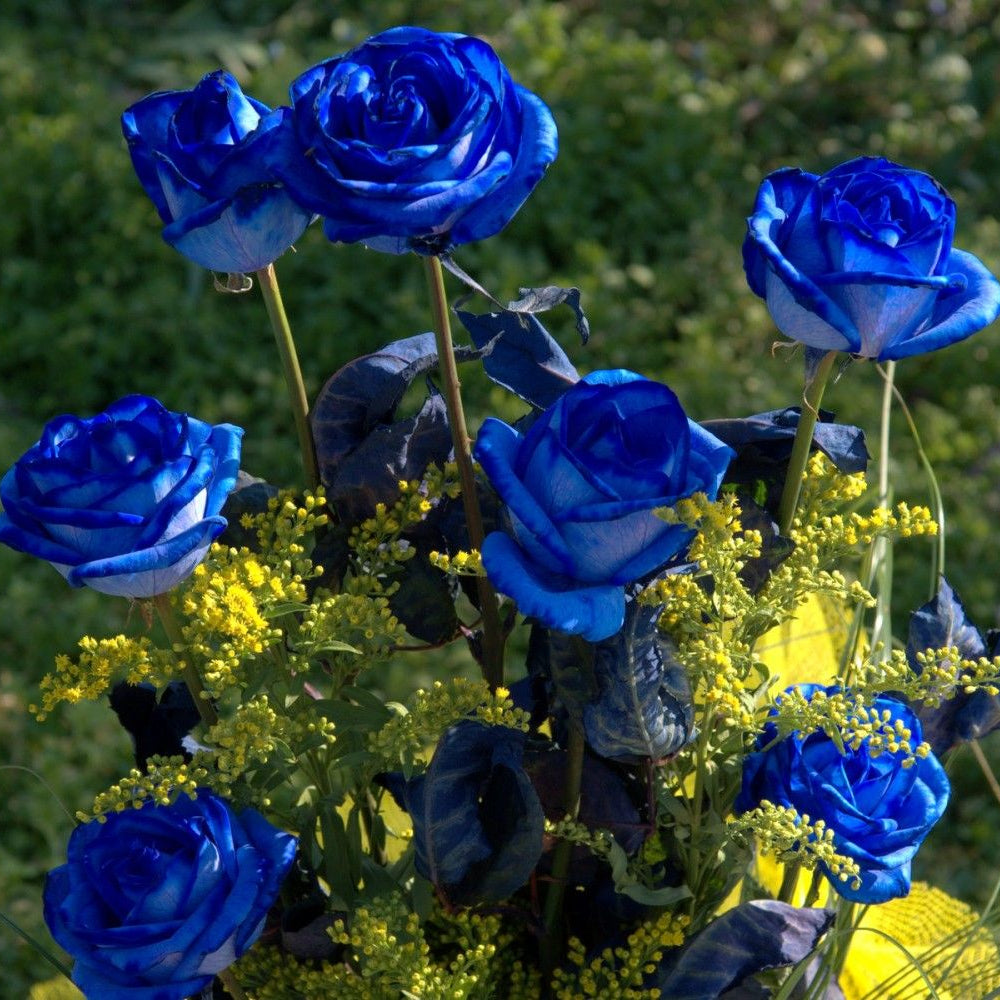 Semillas de Rosa Encantadora Azul