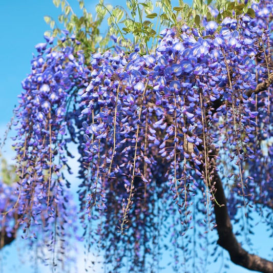 Semillas de Glicinia Azul Lujosa • Gardenizi