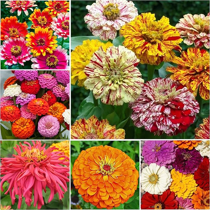 Semillas de Zinnia