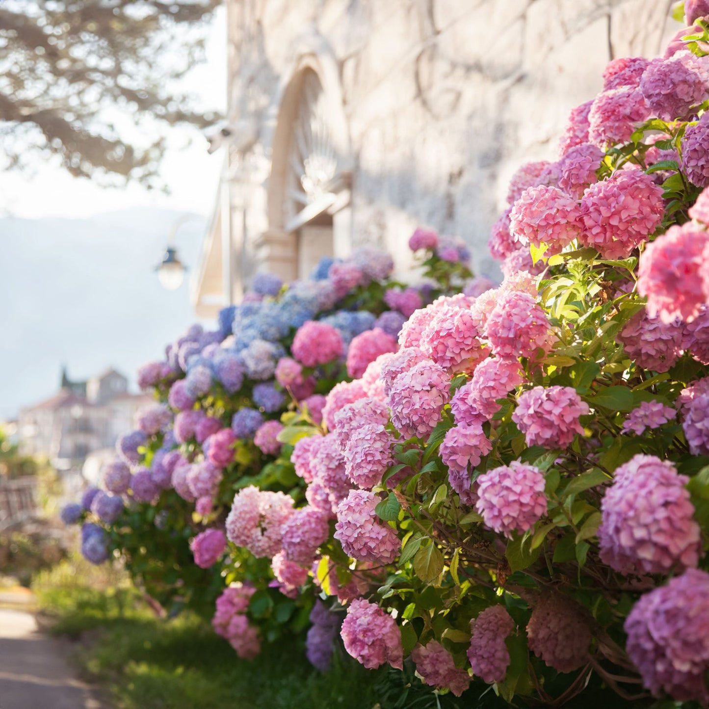 Semillas de Hortensia Real | Gardenizi
