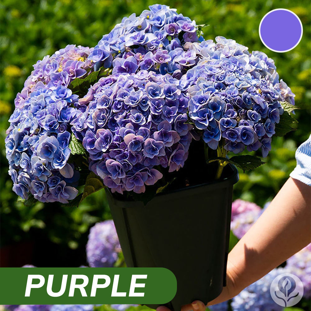 Royal Hydrangea Seeds | Gardenizi