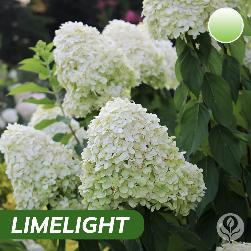 Royal Hydrangea Seeds | Gardenizi