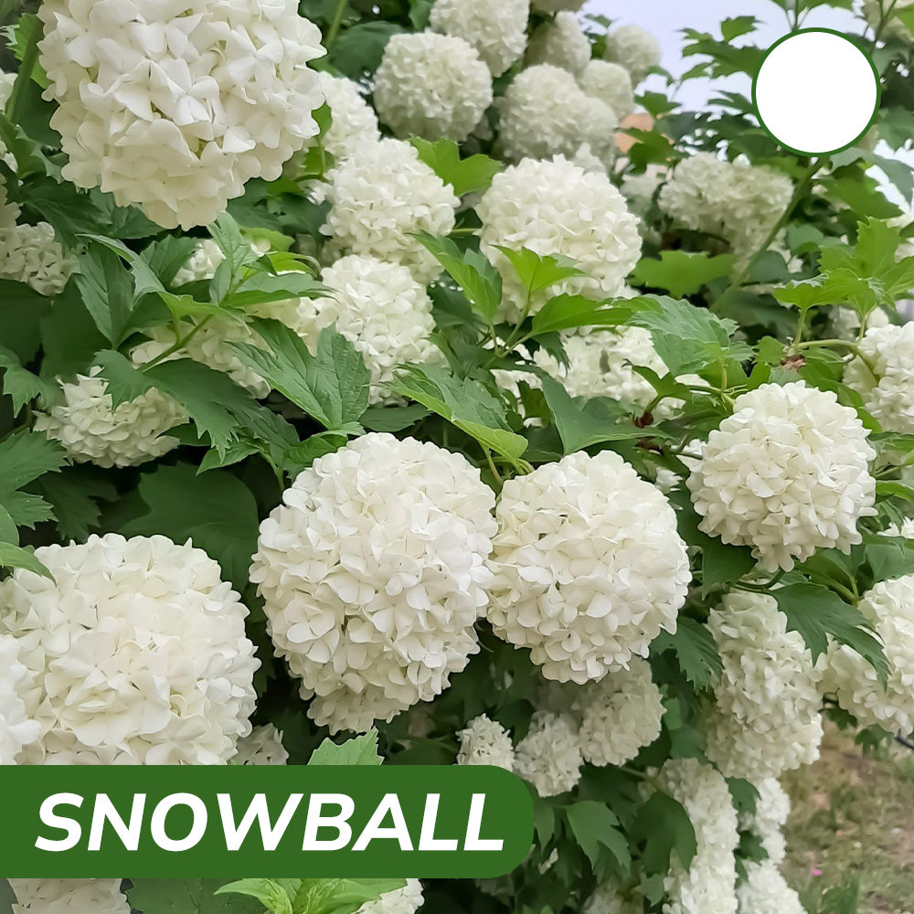 Royal Hydrangea Seeds | Gardenizi