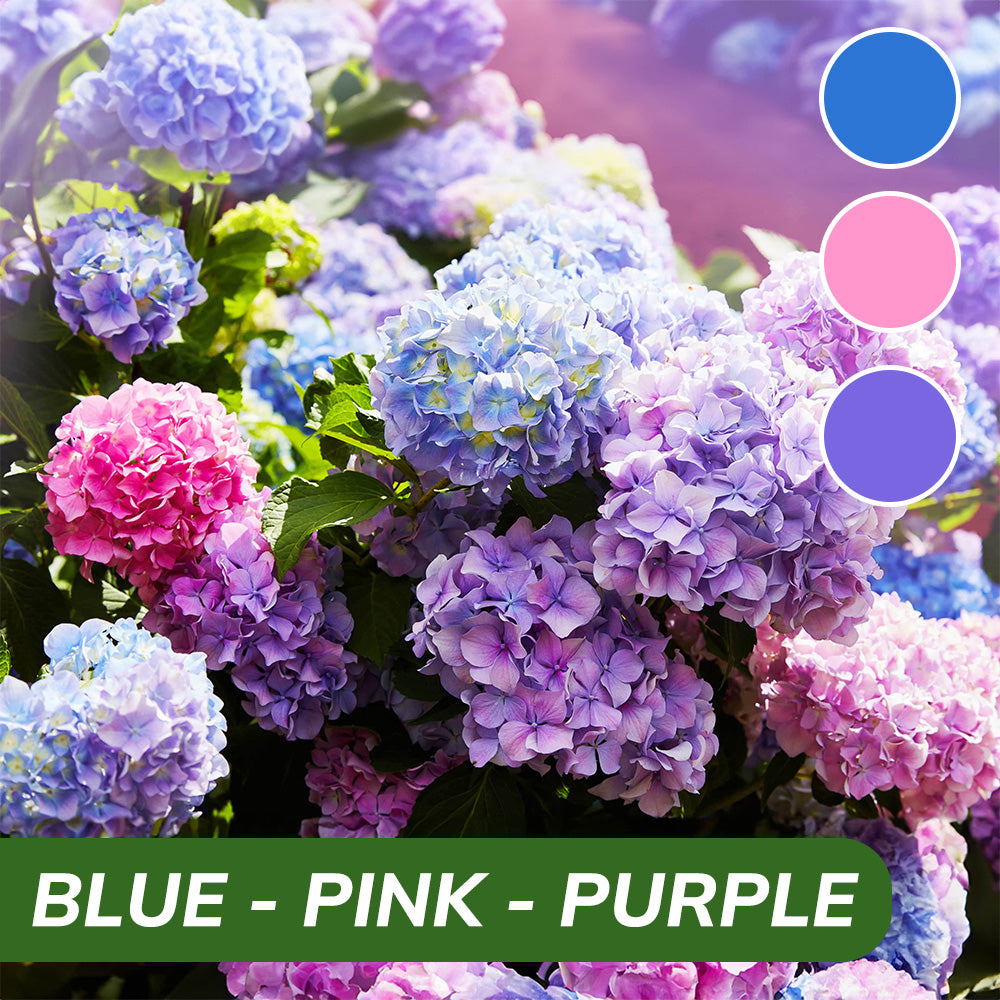 Royal Hydrangea Seeds | Gardenizi