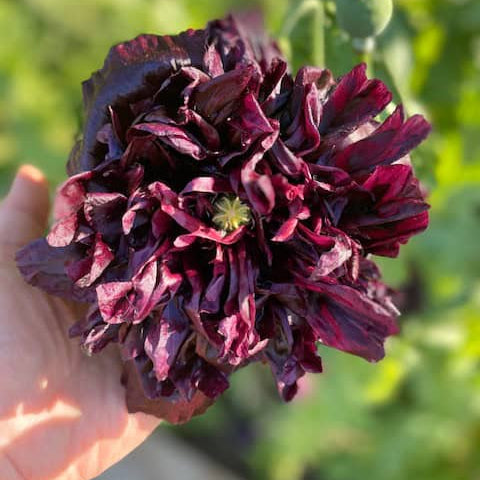 Black Beauty Peony Flower Seeds
