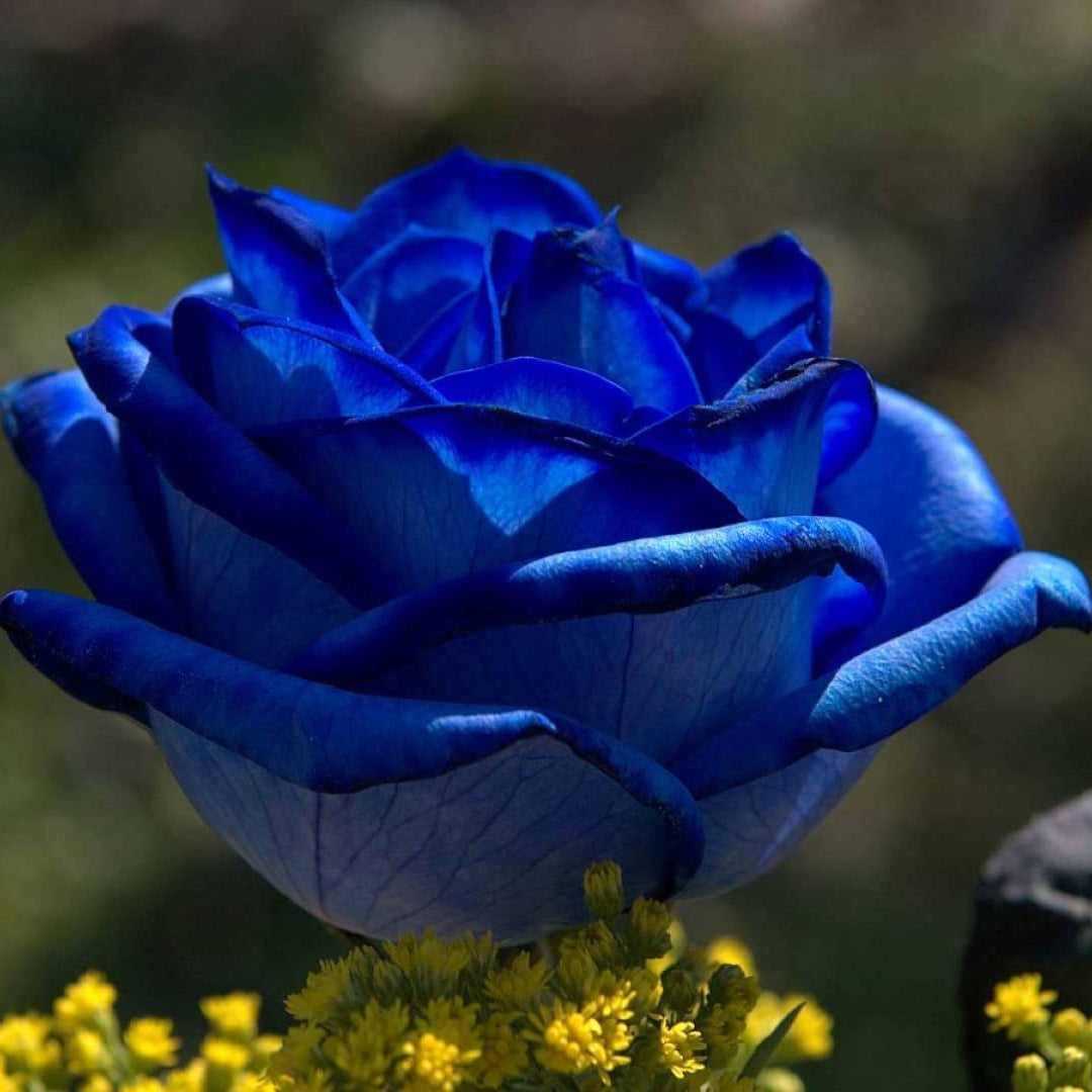 Semillas de Rosa Encantadora Azul