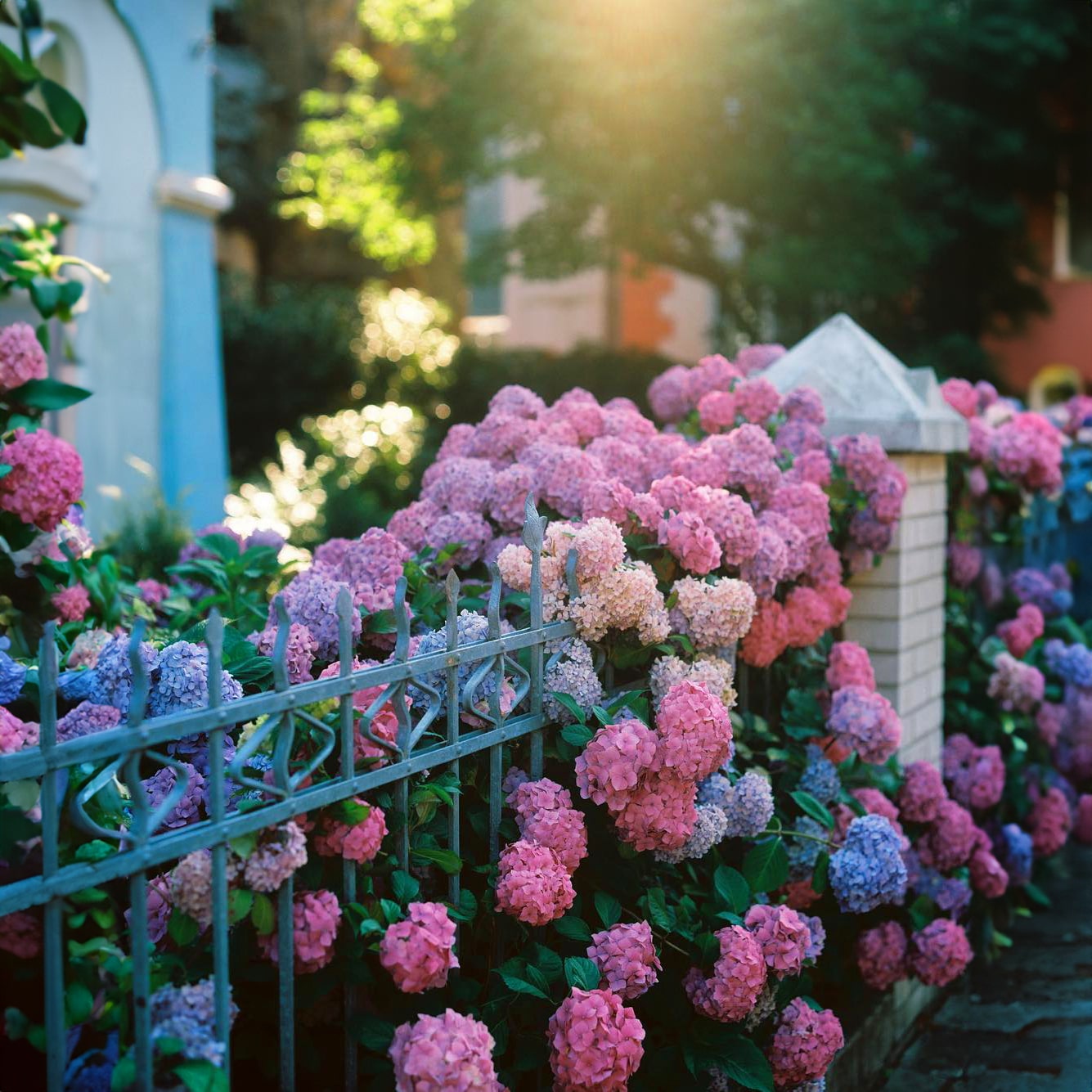 Semillas de Hortensia Real | Gardenizi