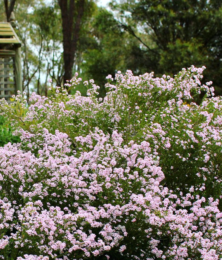 Semilla de Diosma 'Rosa'