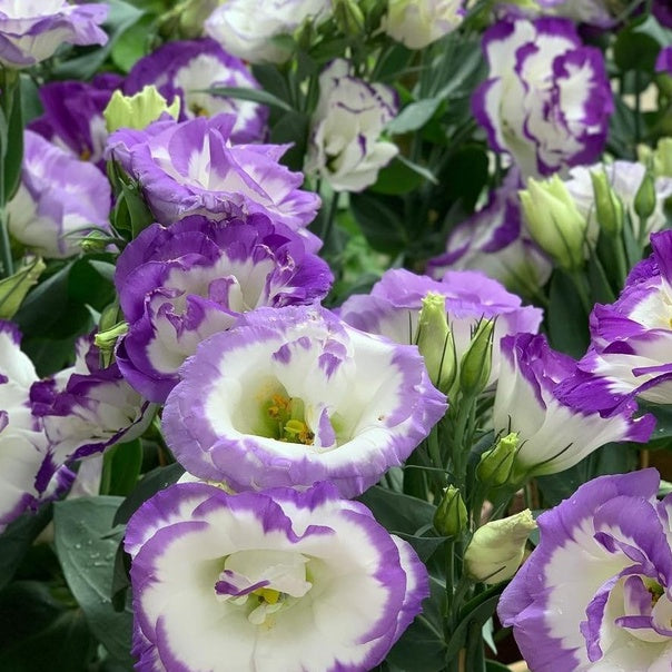 Semillas de Rosa Sin Espinas • Gardenizi (500 Semillas | Mezcla de Azul Niebla y Rosa)