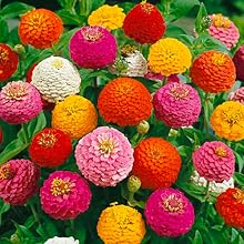 Semillas de Zinnia