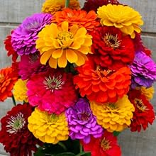 Semillas de Zinnia