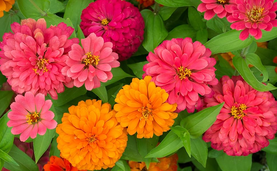 Semillas de Zinnia