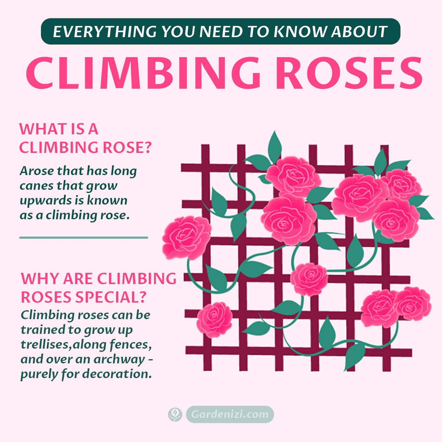Royal Black Climbing Rose Seeds