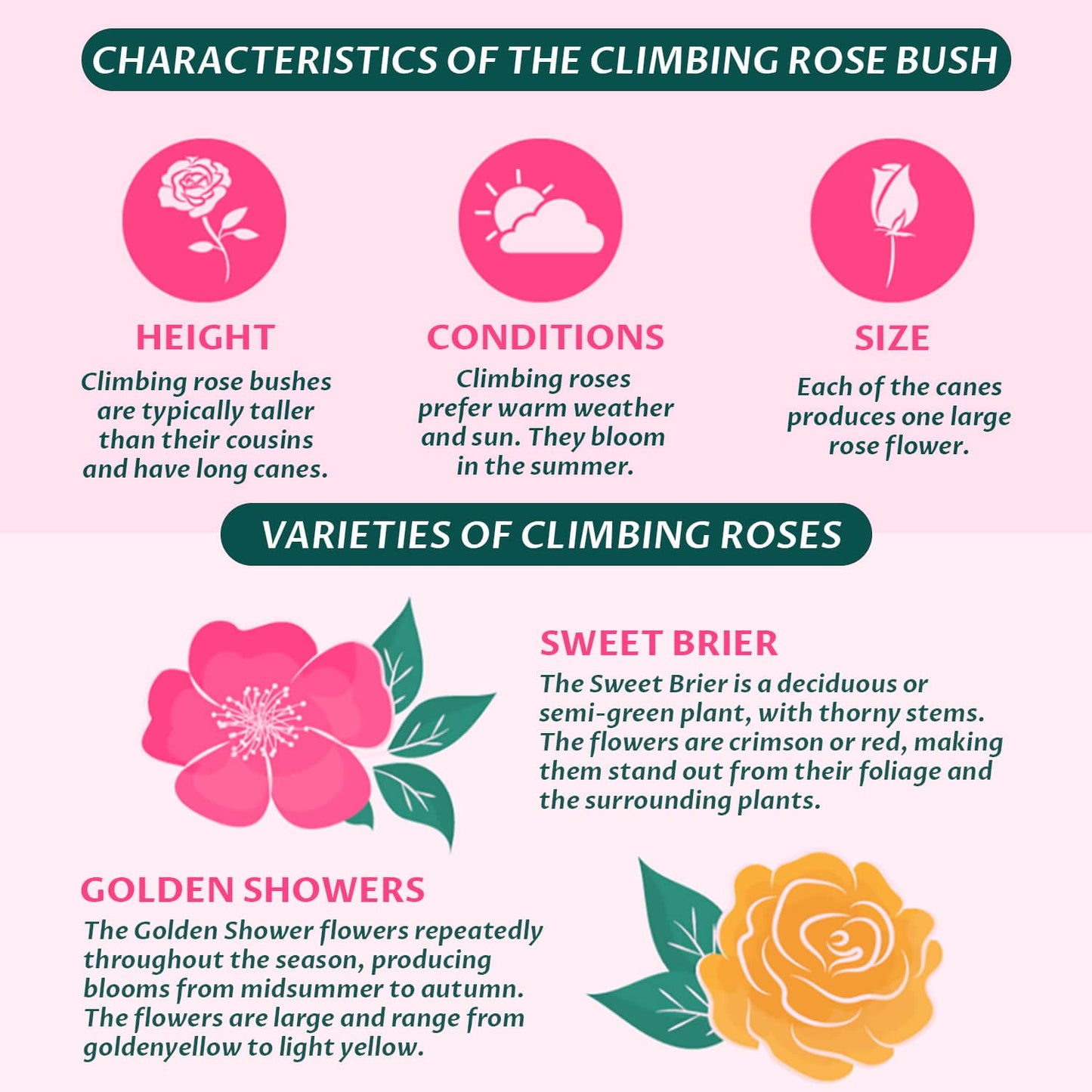 Royal Black Climbing Rose Seeds