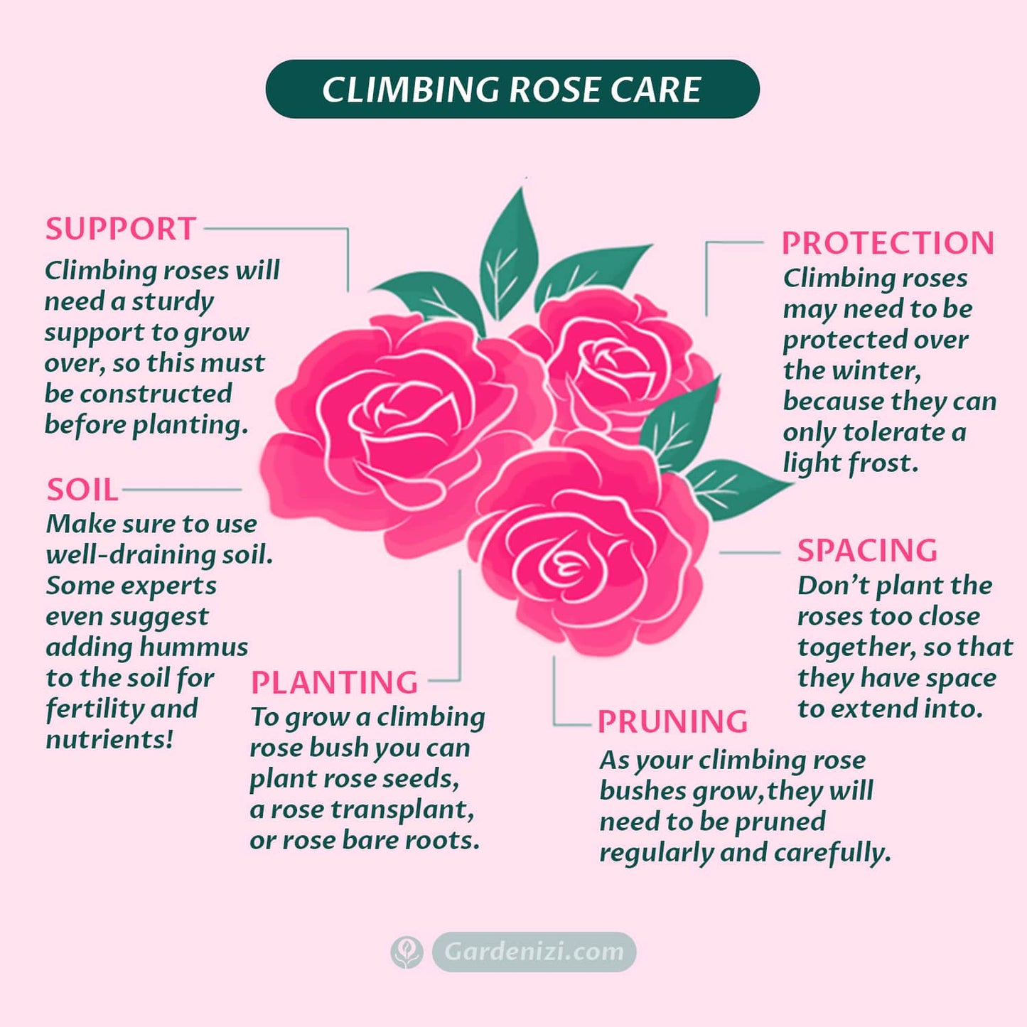 Royal Black Climbing Rose Seeds