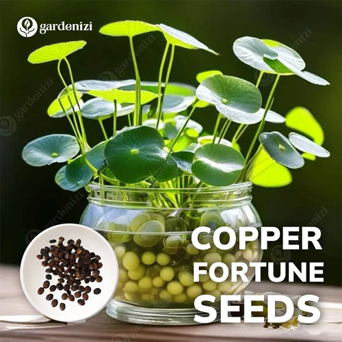 Semillas de Fortuna de Cobre • Gardenizi