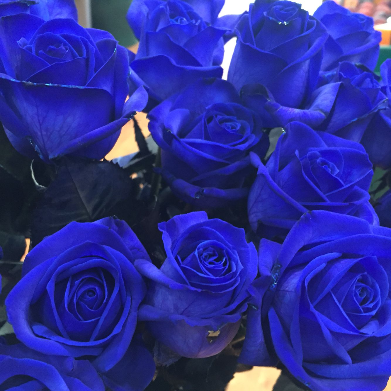 Semillas de Rosa Encantadora Azul