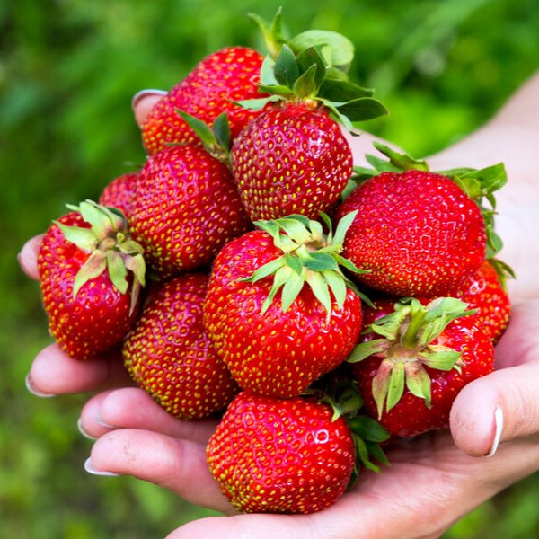 Semilla de Fresa Real • Gardenizi