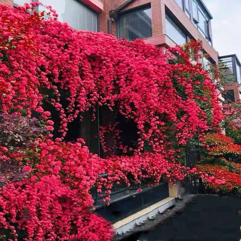 Semillas de Rosa Banksiae