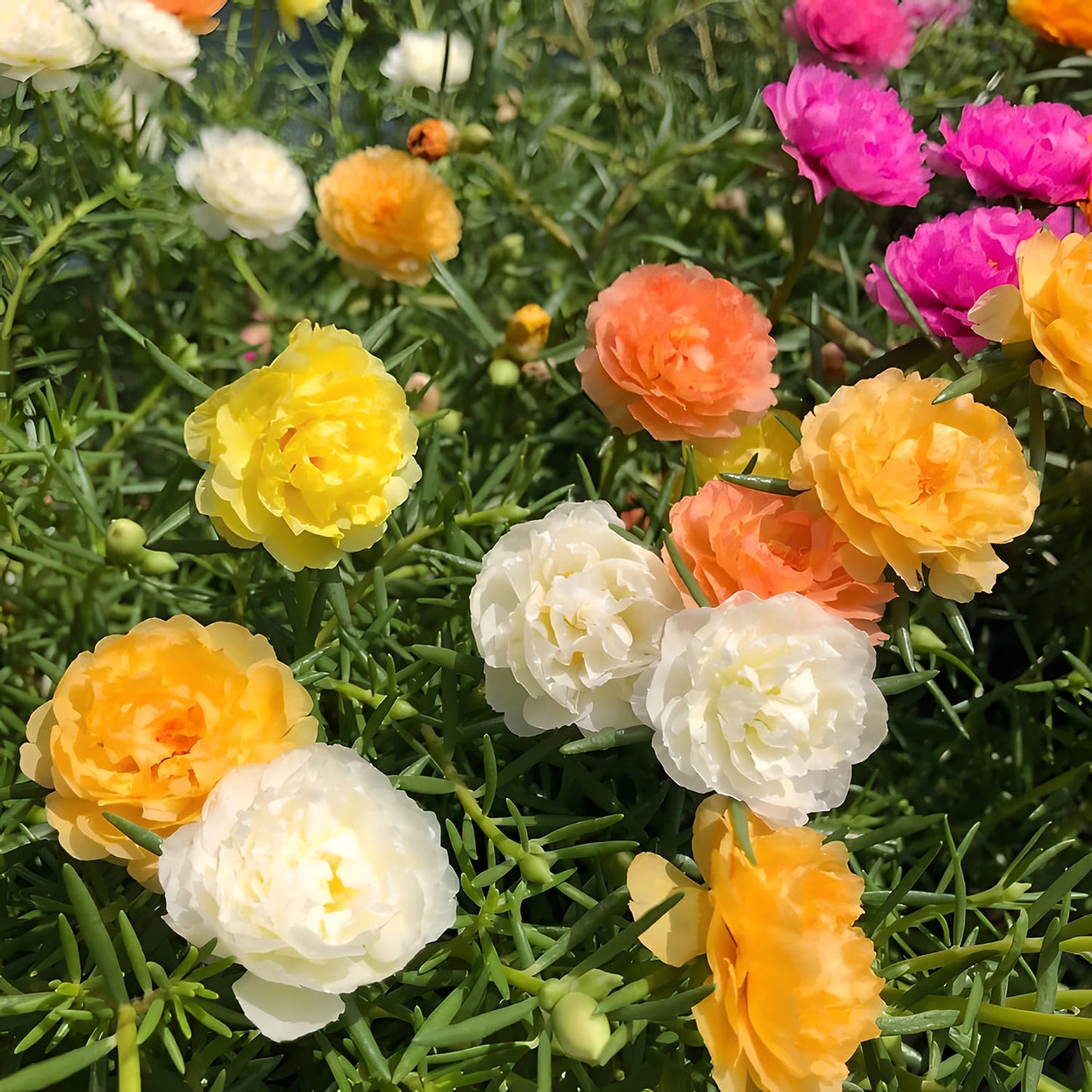 Semillas de Rosa Musgo (Mezcla)
