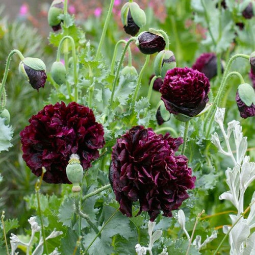 Semillas de Flor de Peonía Belleza Negra