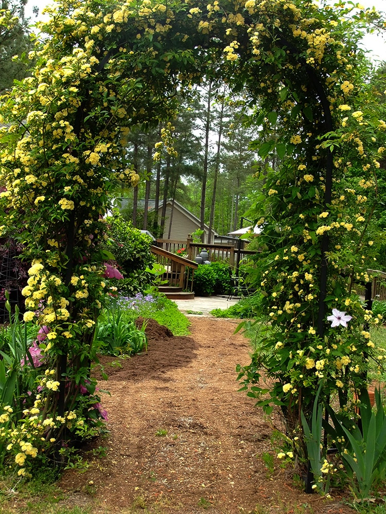 Semillas de Rosa Banksiae