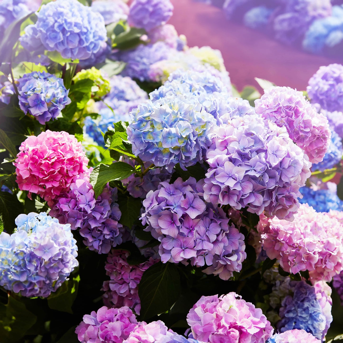Semillas de Hortensia Real | Gardenizi