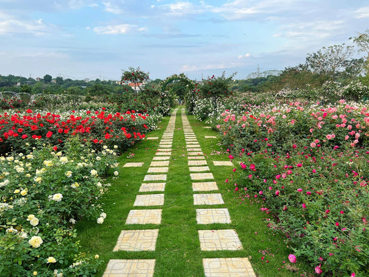 Journey of Cultivating a Stunning 64,583 ft² (~6000m²) Rose Garden: Insights from a Community Member