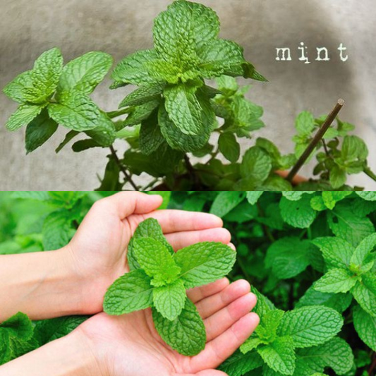 10 Great Reasons to Grow Peppermint in Your Home Garden