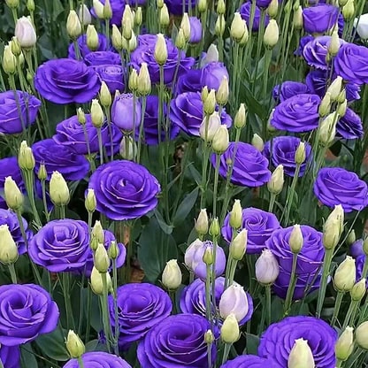 Semillas de Rosa Sin Espinas • Gardenizi (500 Semillas | Mezcla de Azul Niebla y Rosa)