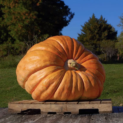 Super Gigante Calabaza Gardenizi