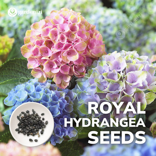 Semillas de Hortensia Real | Gardenizi