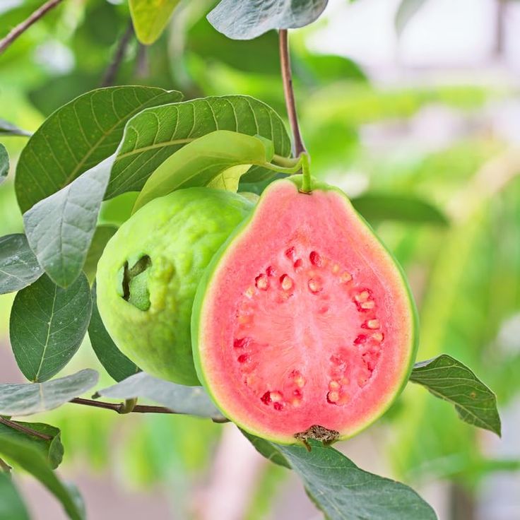 Pink Guava Seeds • Gardenizi