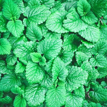 Peppermint Seeds.
